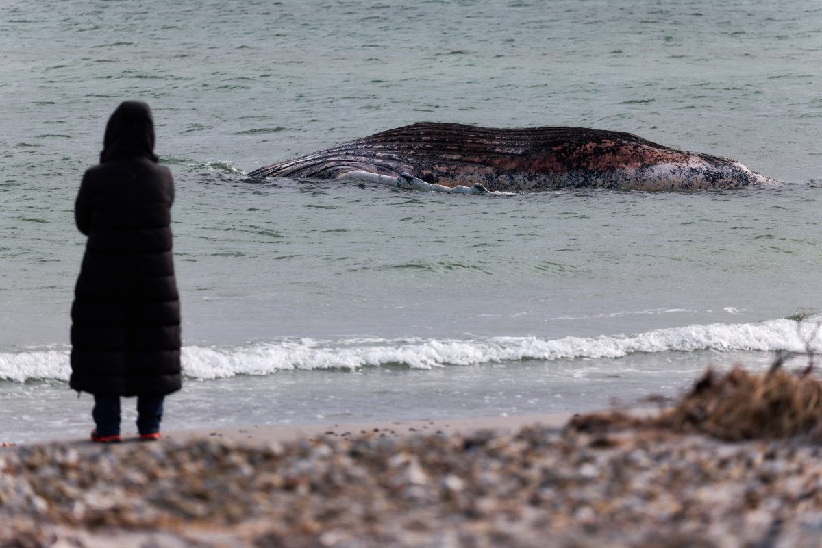 Authorities warn of blast from whale Timmy