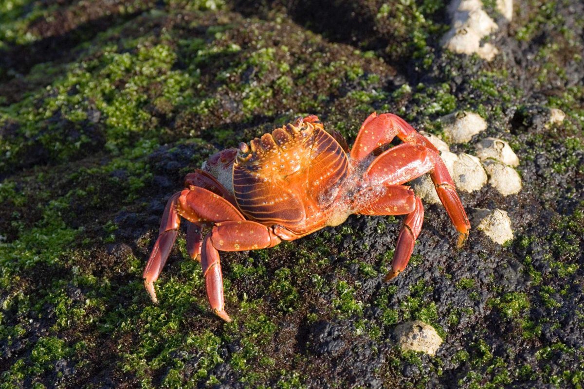 On en sait plus sur le déplacement latéral des crabes