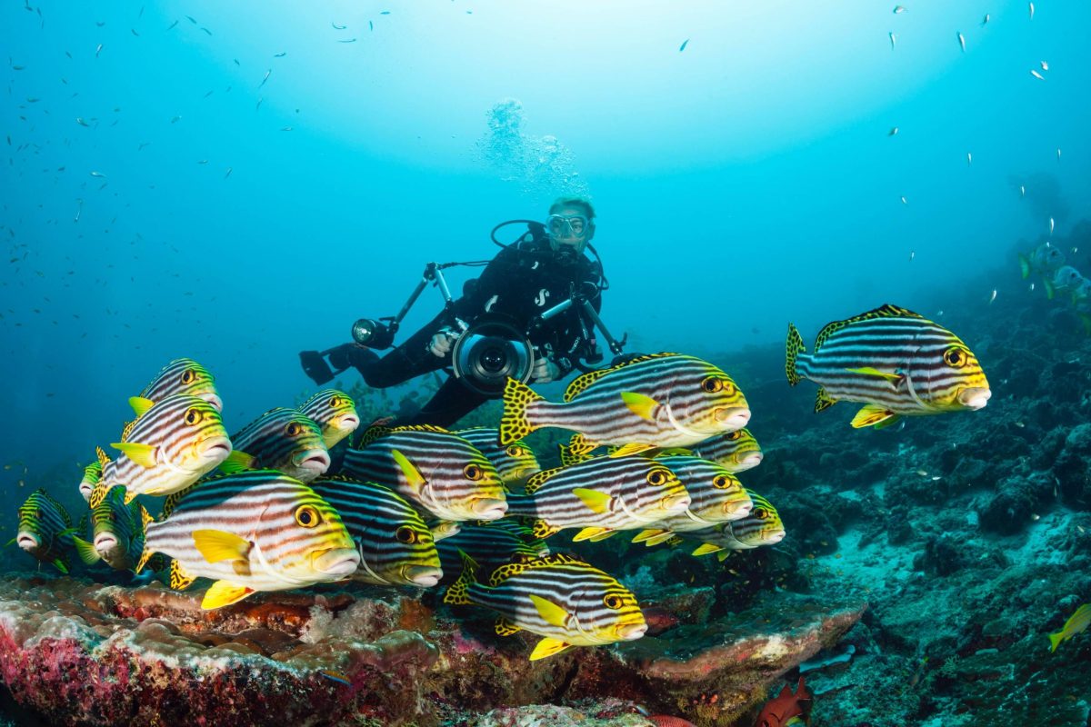 Five divers die in diving accident in the Maldives