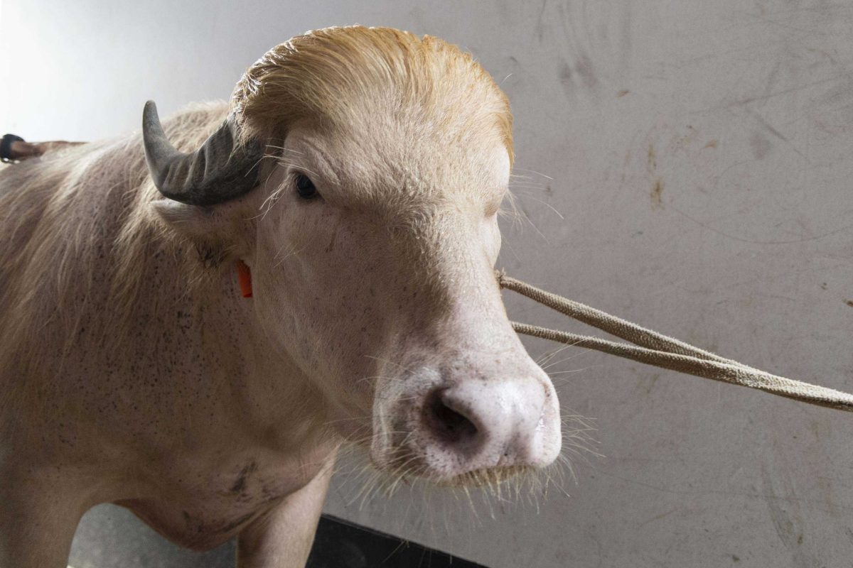 NARAYANGANJ, BANGLADESH - MAY 23: An albino buffalo nicknamed ÄúDonald TrumpÄù is seen at a cattle farm ahead of Eid al-Adha in Narayanganj, Bangladesh, on May 23, 2026. The buffalo was given the nickname due to its unusual golden-colored hair and has gone viral on social media. Farm workers are providing constant care and special attention to the animal before it is sold for the Muslim festival sacrifice. Abdul Goni / Anadolu