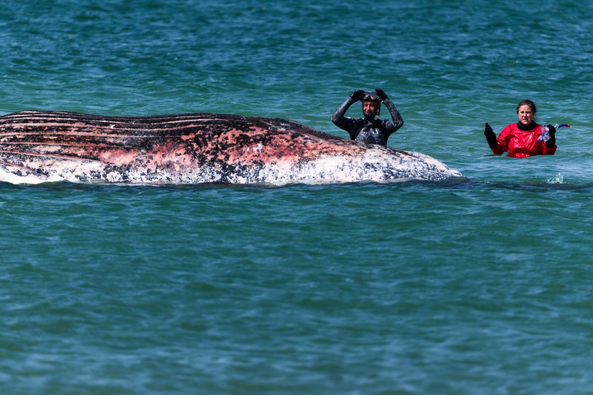 Danger of explosion complicates culling Timmy the whale's carcass