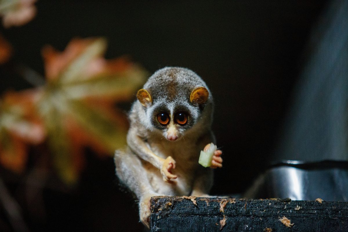 This adorable primate is the only one of its kind to be venomous
