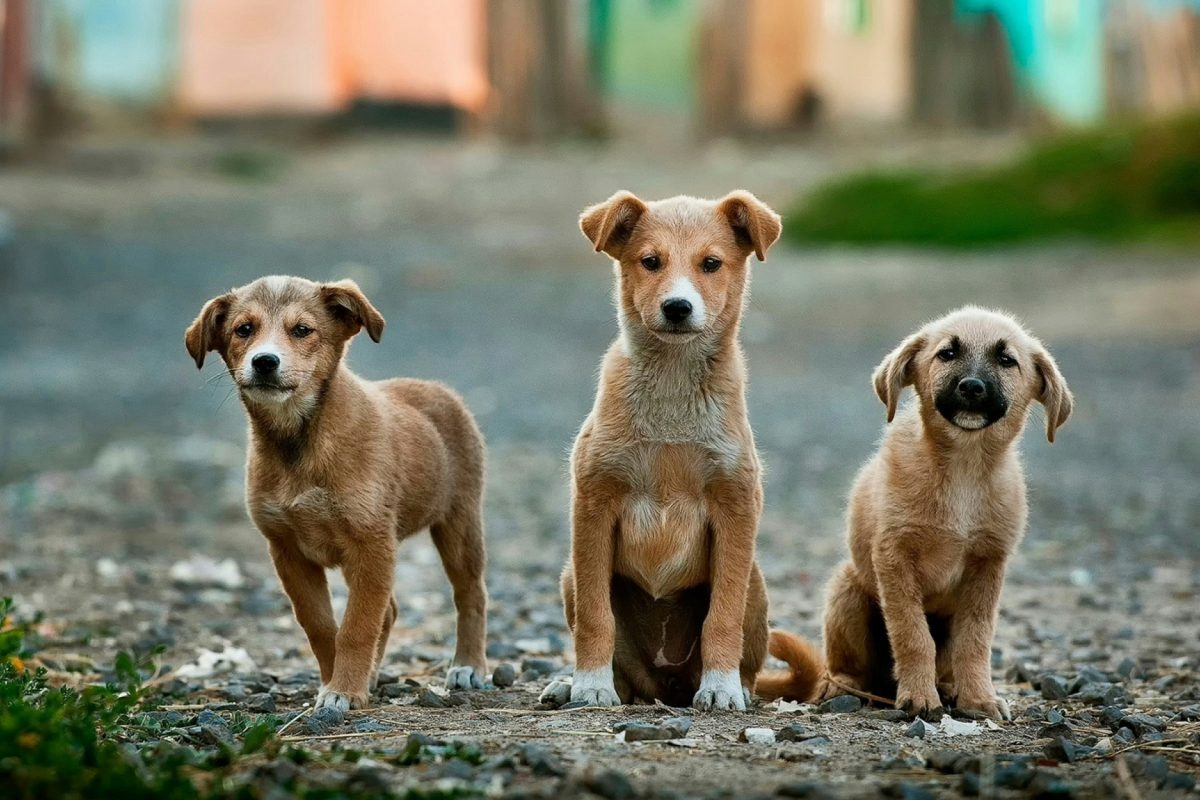 16 chiens sauvés d'un élevage de viande en Corée: ils seront adoptés au Canada