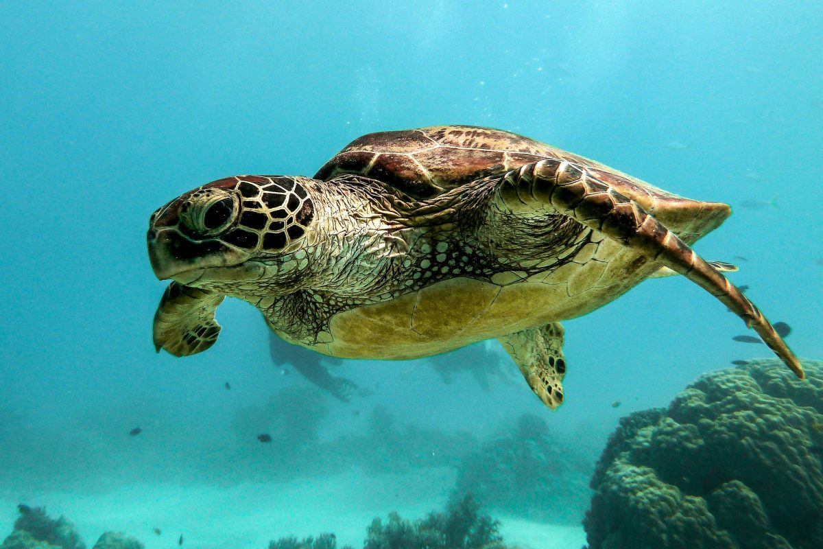 Sea turtle attacks three swimmers
