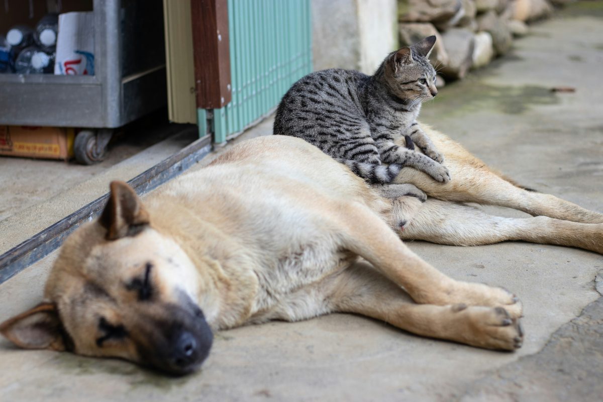 La puce électronique pour chiens et chats devient obligatoire en Europe : ce qui change