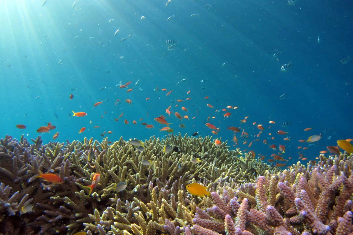 Acidification des océans: la septième "limite planétaire" vient d’être franchie