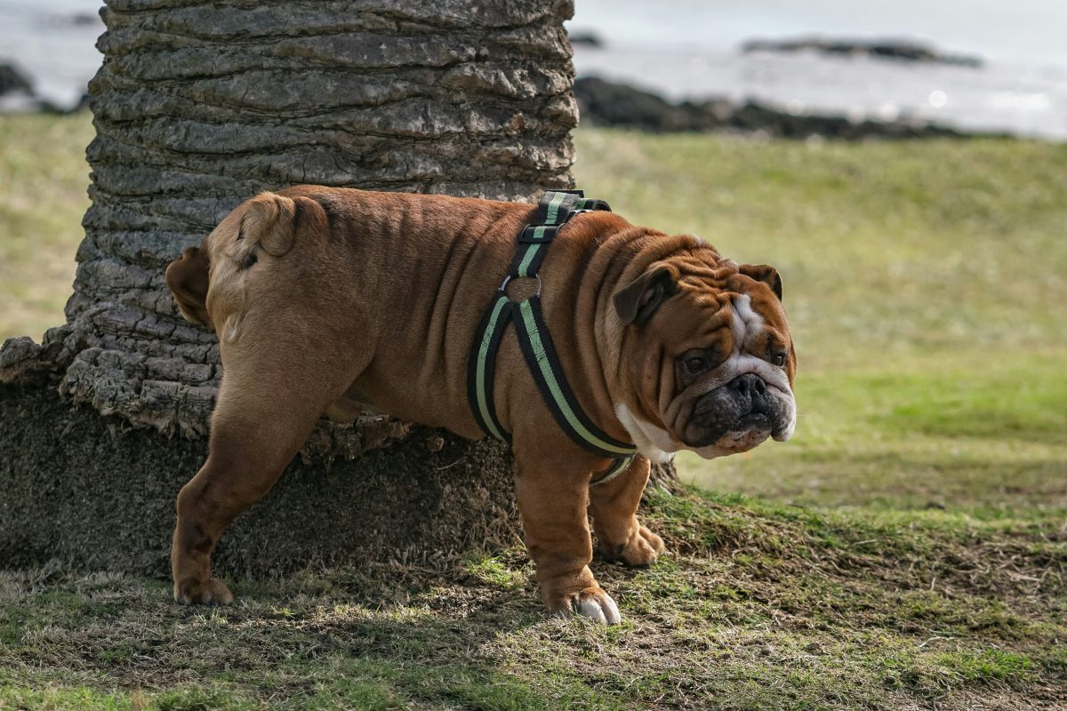 Italie : jusqu'à 500 euros d'amende si vous ne nettoyez pas l'urine de votre chien dans cette ville