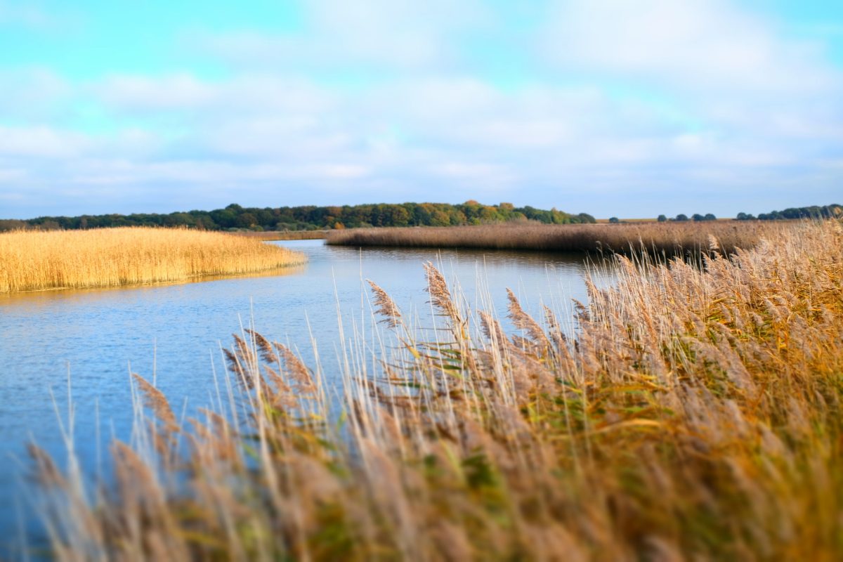 Pollution invisible: de la cocaïne trouvée dans 100 % des crevettes d’eau douce des rivières anglaises