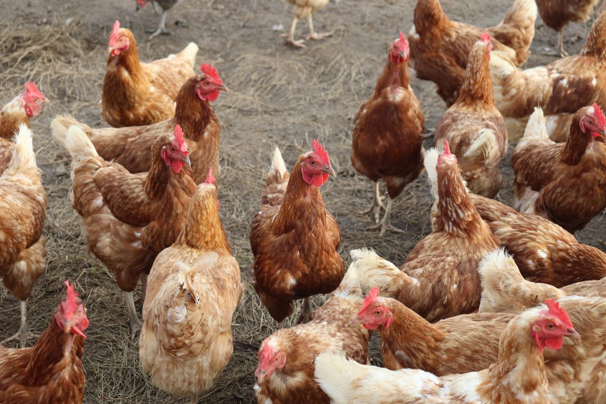 Vogelgriep op pluimveebedrijf in Flevoland: 55.000 kippen gedood