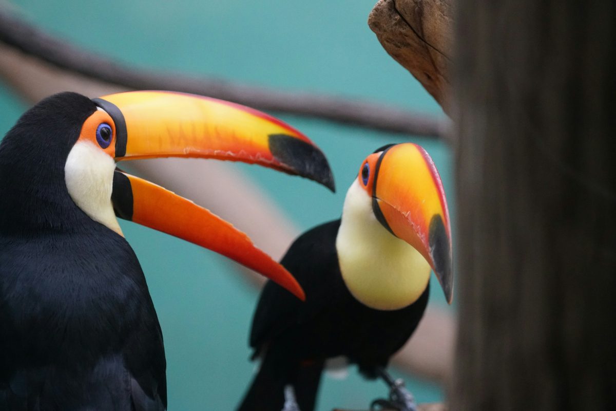 14 toucans sauvés à la frontière USA–Mexique : leur enfer s’arrête mais ils sont condamnés à la captivité
