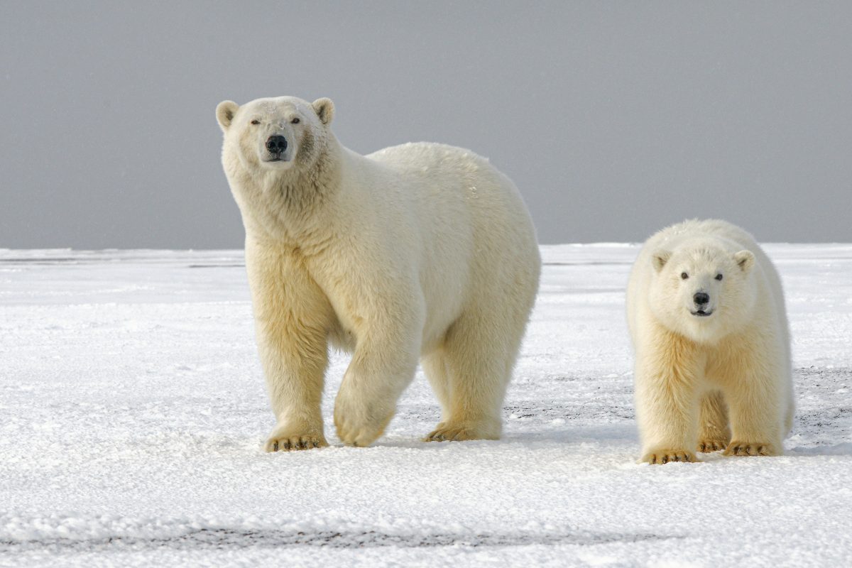 Ours polaires en danger : Trump ouvre la voie aux mises à mort "accidentelles" pour le pétrole en Alaska