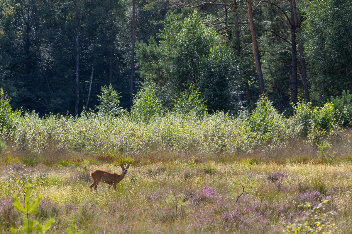 Wolven en everzwijnen bemoeilijken zoekactie naar vermiste man (73) in Nederlands natuurgebied: wielrenners zorgen voor doorbraak