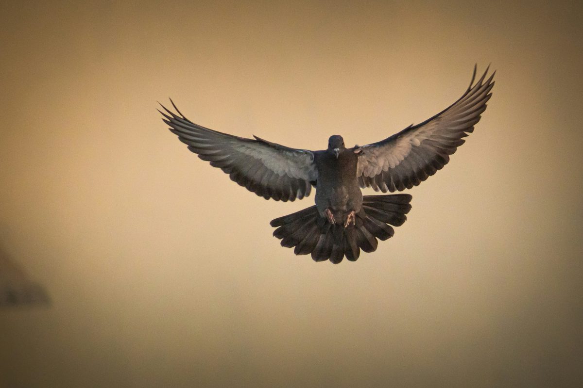 Des pigeons utilisés comme drones en Russie: un progrès technologique, vraiment?