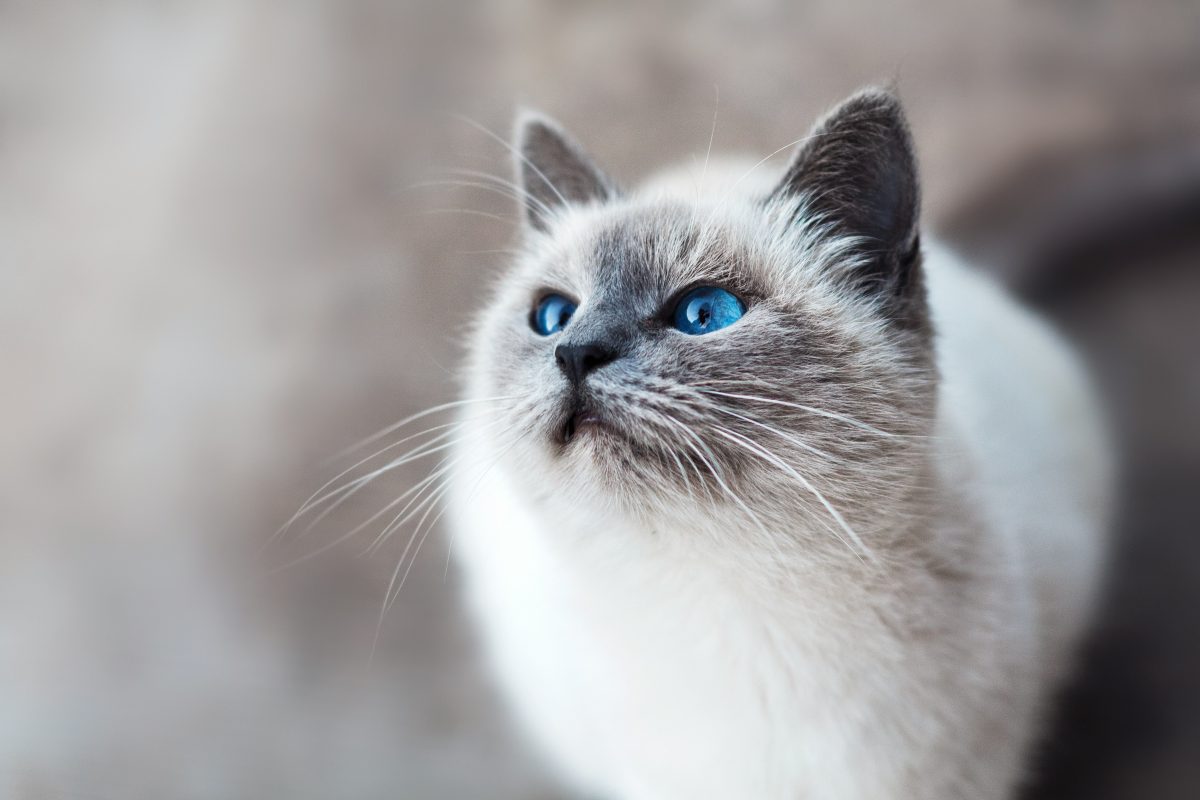 Het gespin van je kat zegt meer dan je denkt (en is verbluffend consistent)