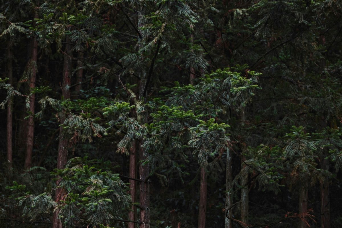 Ces deux amis, l’un aveugle et l’autre sans bras, plantent plus de 10 000 arbres et créent une forêt