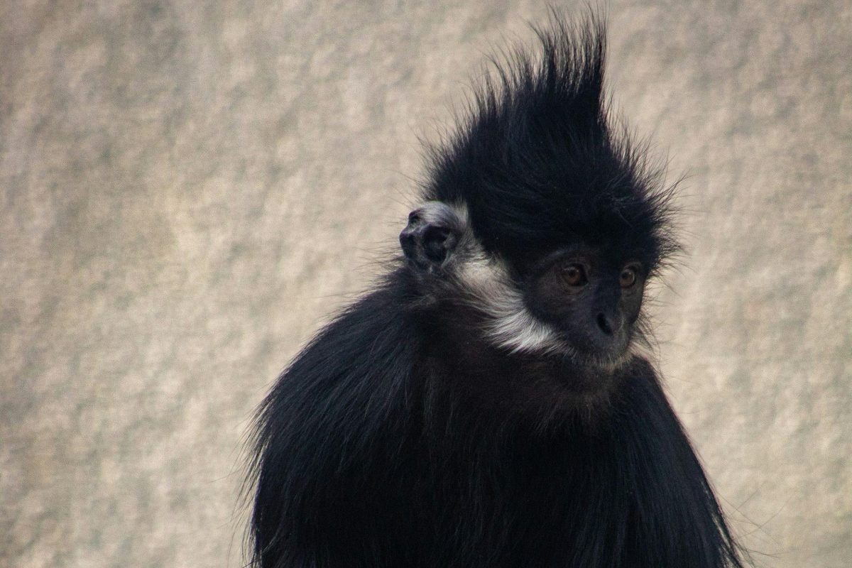 Monkey that escaped from Beekse Bergen continues to outsmart everyone