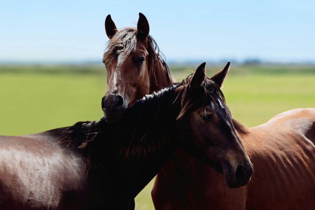 Italie : près de 200 chevaux dopés en 3 ans (dont 10 % étaient destinés à la consommation)