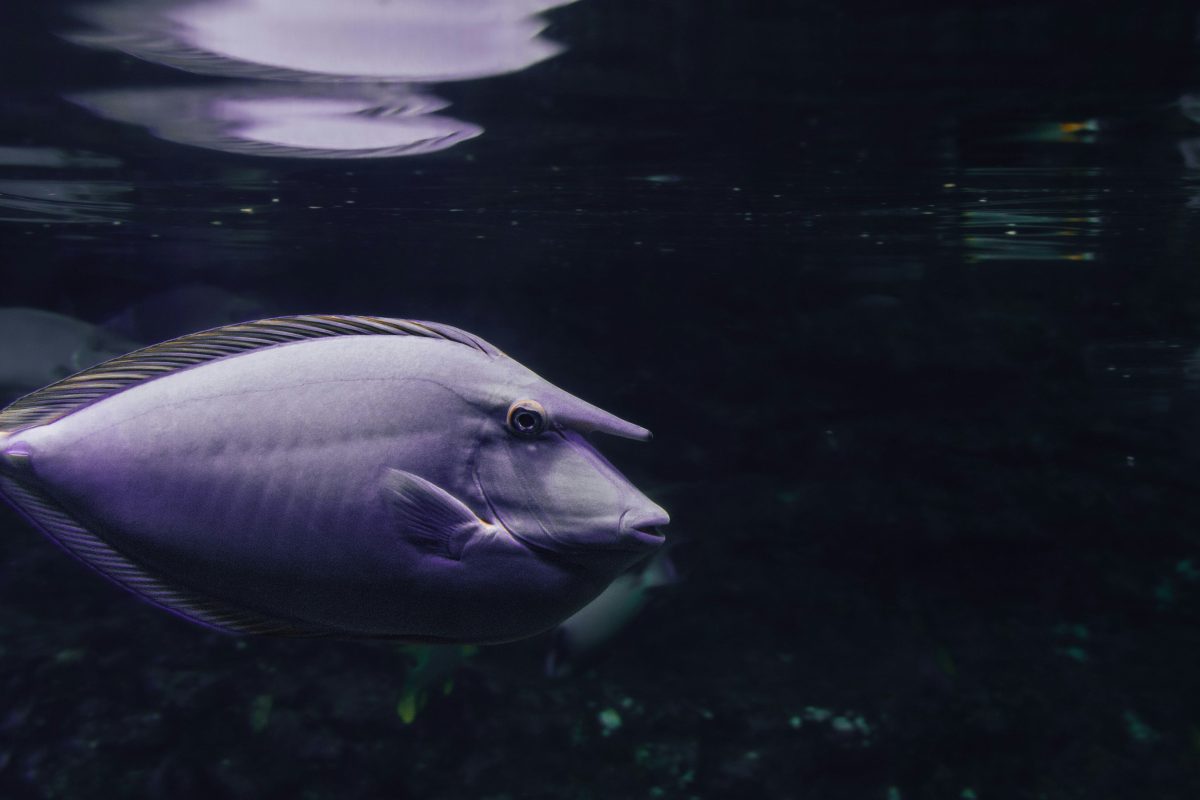 Un poisson-licorne extrêmement rare retrouvé échoué sur la côte méditerranéenne