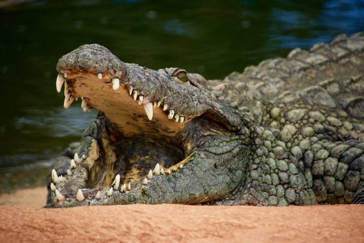 Controversial plan in Israel: crocodiles to guard Palestinian prisoners