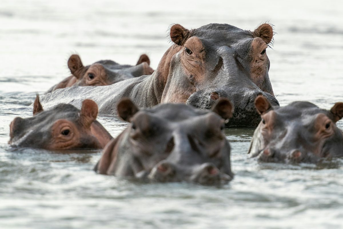 Y a-t-il encore de l’espoir pour les hippopotames d’Escobar ? Un magnat indien veut les sauver de l’abattage