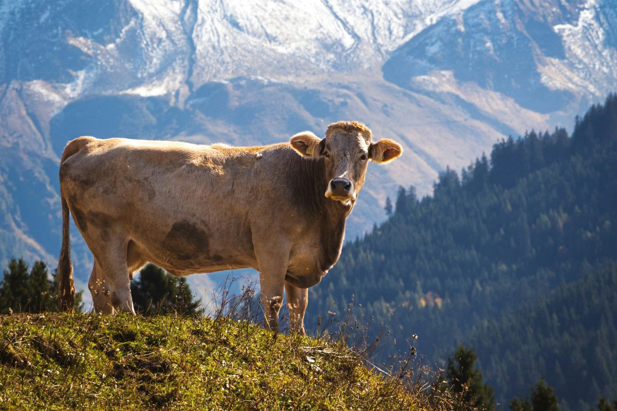 Woman (67) died in attack by herd of cows in Austria