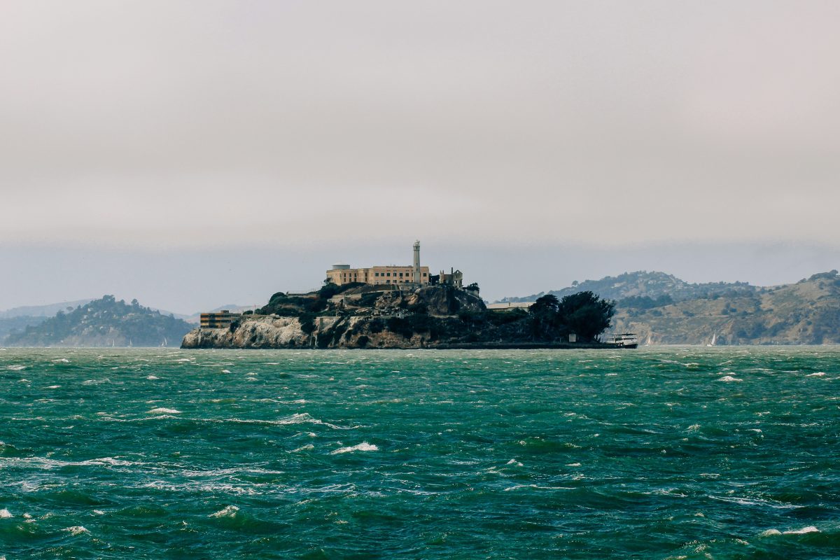 Historic crossing: first coyote to swim to Alcatraz