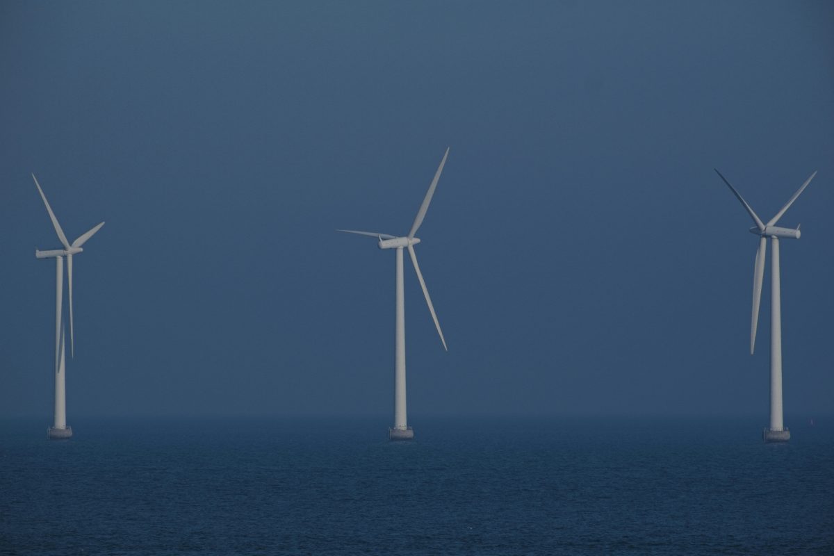 Sous ces éoliennes offshore, se cache une vie sous-marine inattendue