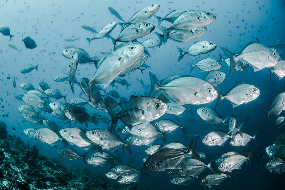 Nouvelles règles de l'UE sur la traçabilité du poisson : quels impacts pour les entreprises et les consommateurs?