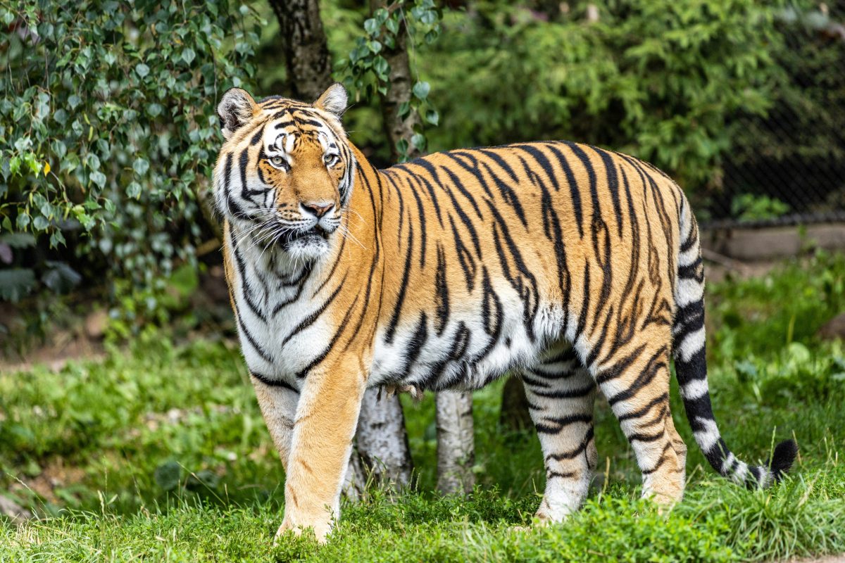 Police shoot escaped tiger: owner is a controversial figure