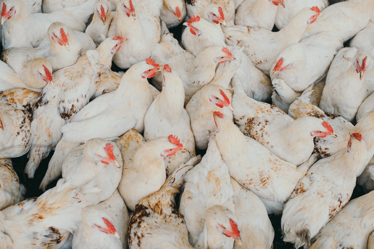 Fini les poulets à croissance rapide : en Norvège, l’industrie avicole change de cap (mais ce n’est qu’un début)