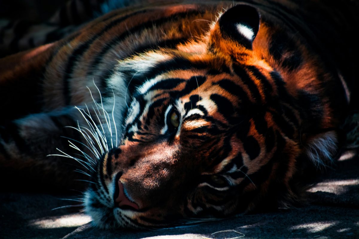 Why are tigers losing their stripes in India?