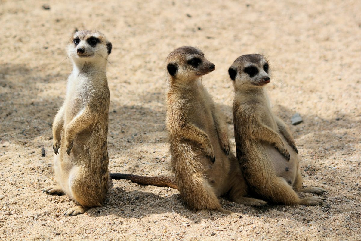 Triste nouvelle pour les suricates d'un zoo aux Pays-Bas