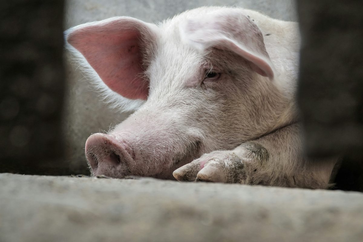 Nieuw record: varkensnier werkt 271 dagen in een patiënt