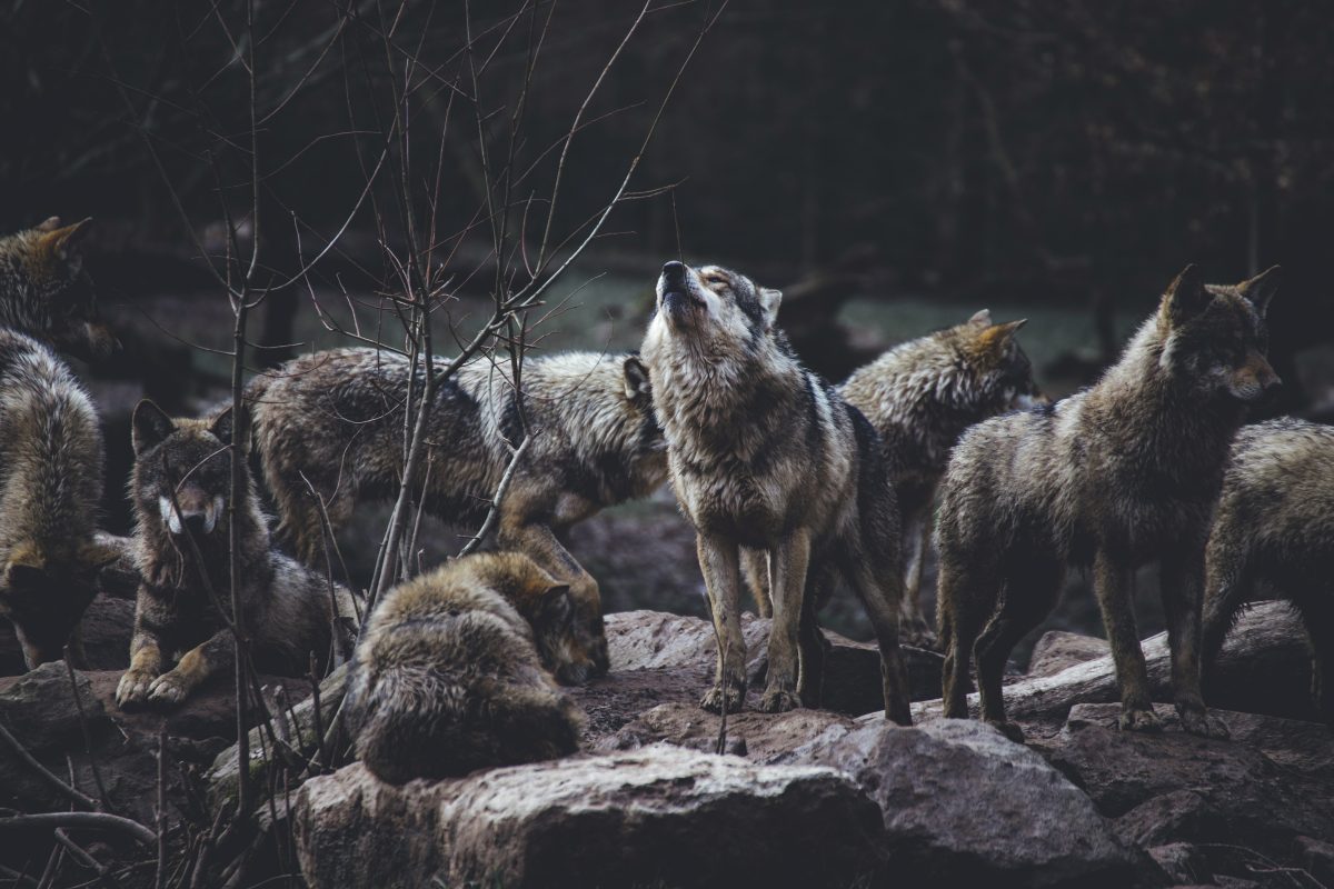 Gezinshond beschermt peuter tegen wolf en wordt gedood