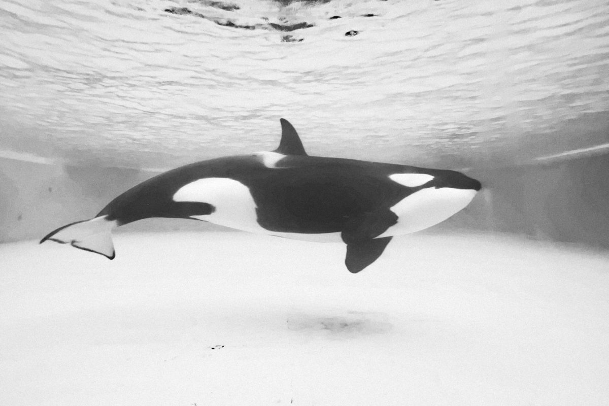 Move to Spain beckons for orcas and dolphins of Europe's largest dolphinarium