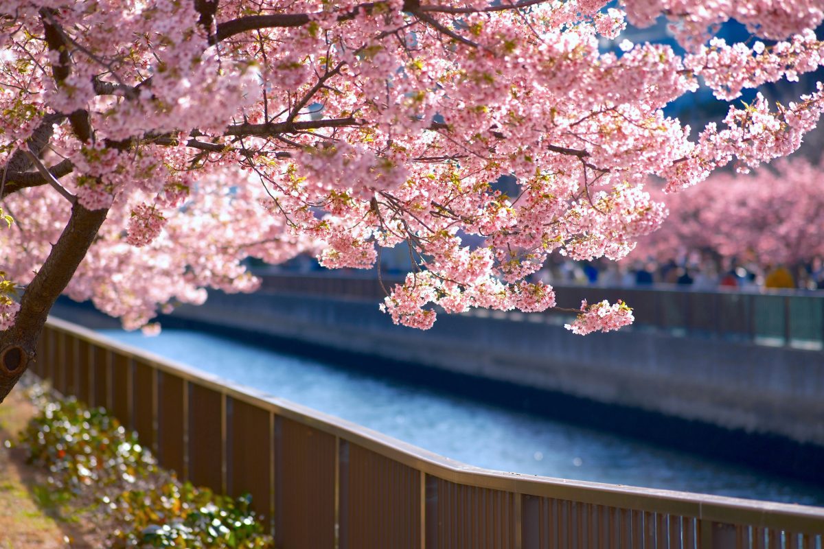 Wanneer in 2026 naar Japan reizen om de hanami en de bloeiende kersenbomen te zien?