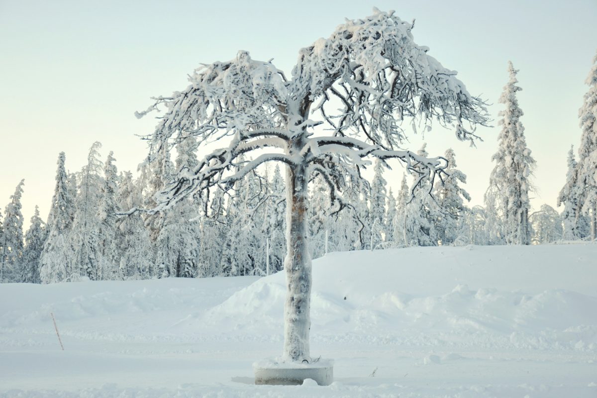 Que se passe-t-il avec ces arbres qui "explosent" aux États-Unis ?