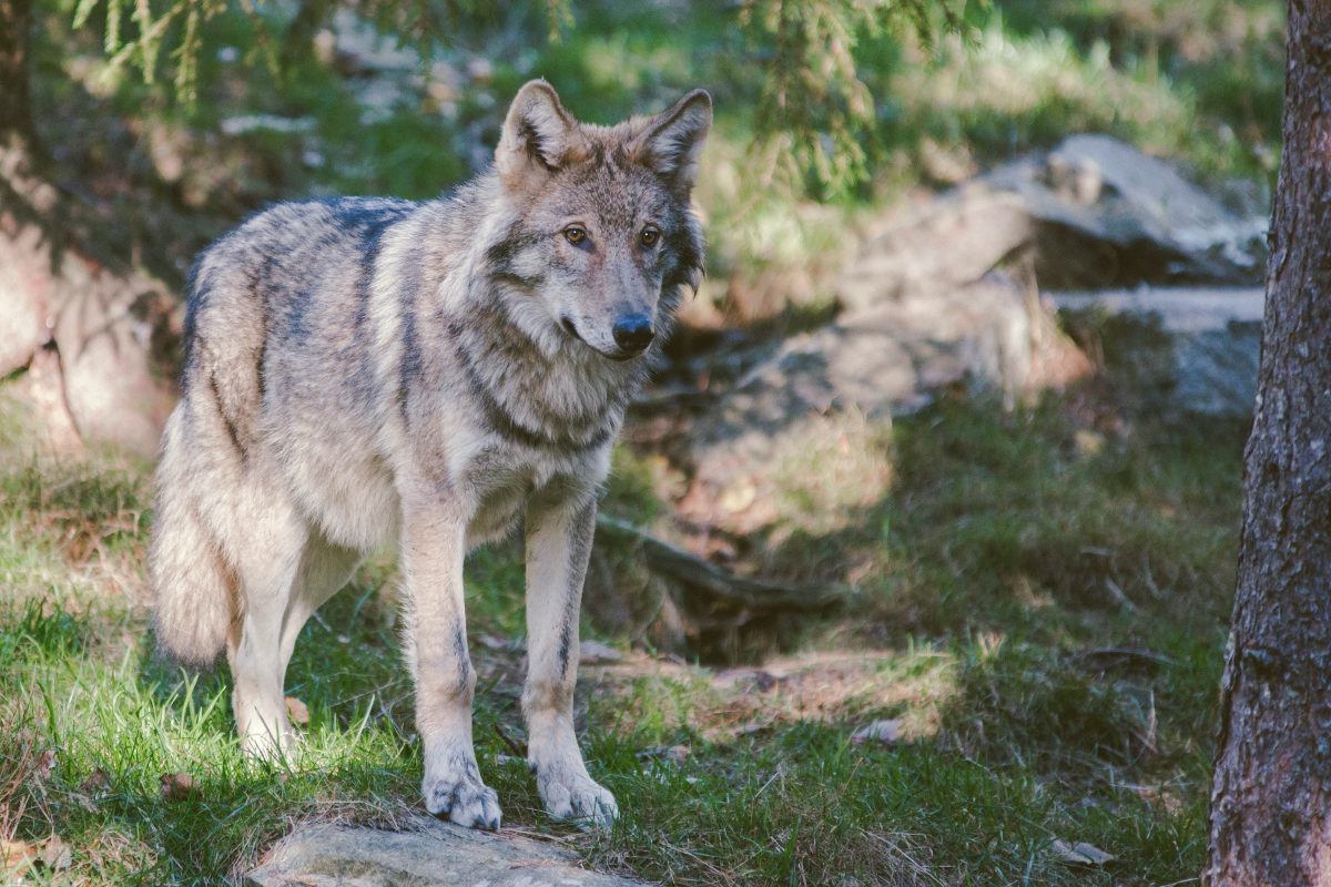 Une fillette de 4 ans qui mangeait une glace mordue et emportée par un loup