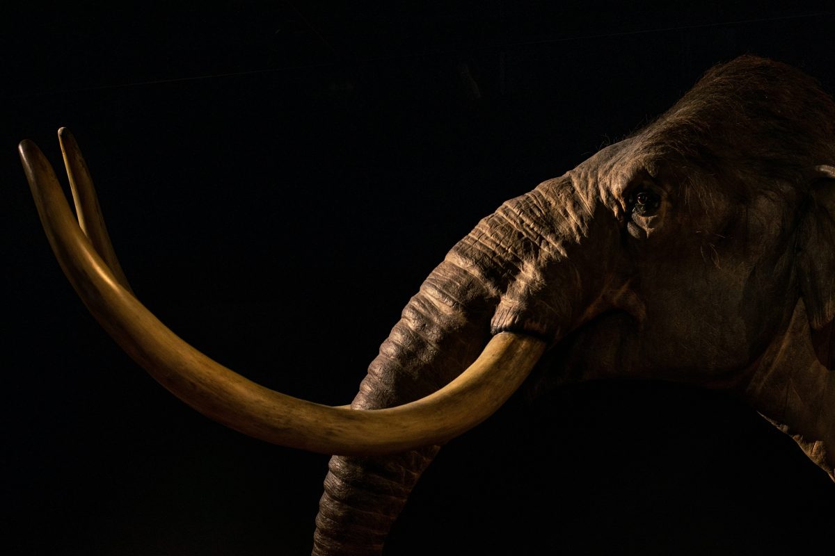 Hobby seekers find extraordinary 10,000-year-old mammoth tooth on Dutch beach