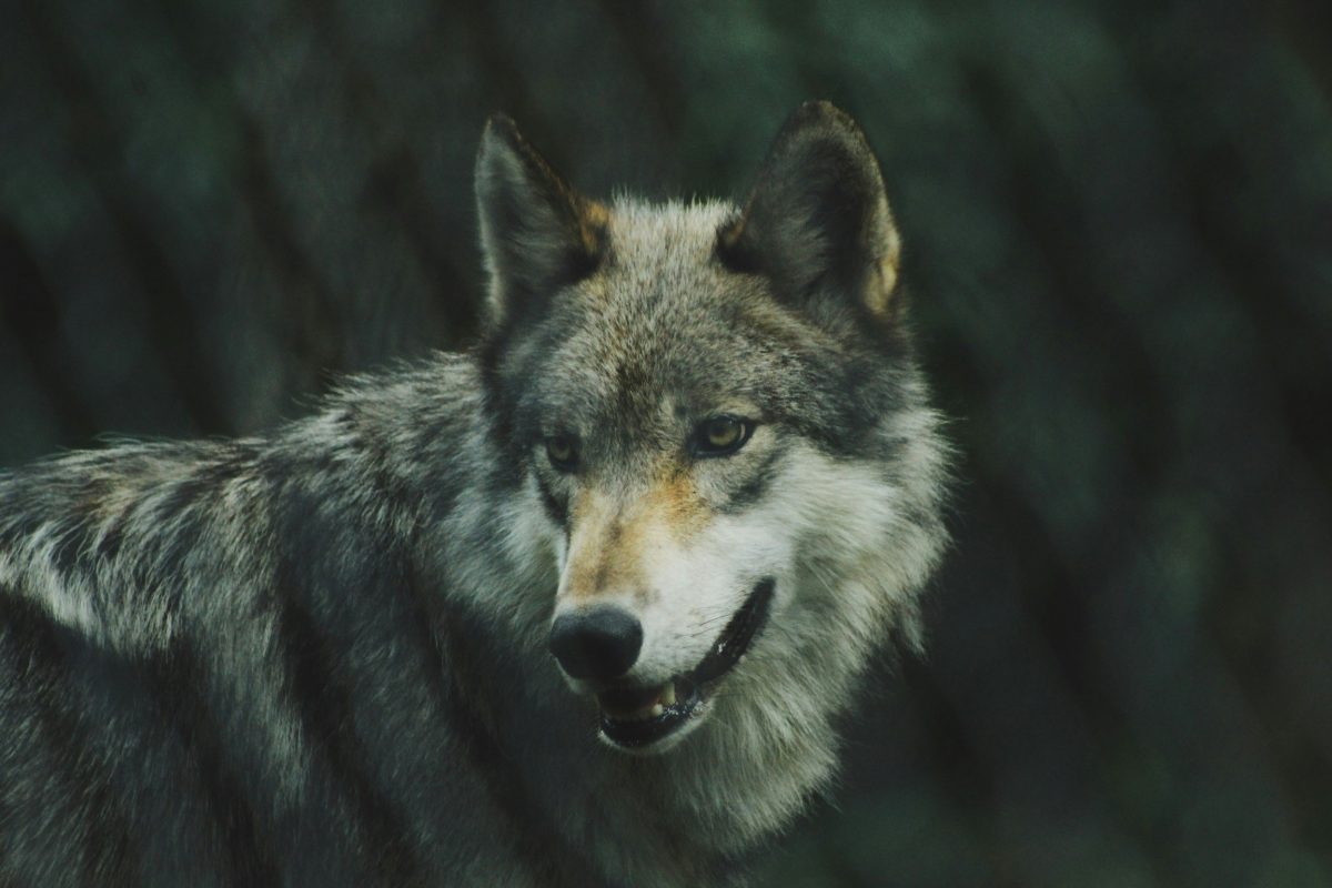 Wolf attack: “Without our dog, my little boy wouldn’t be here anymore”