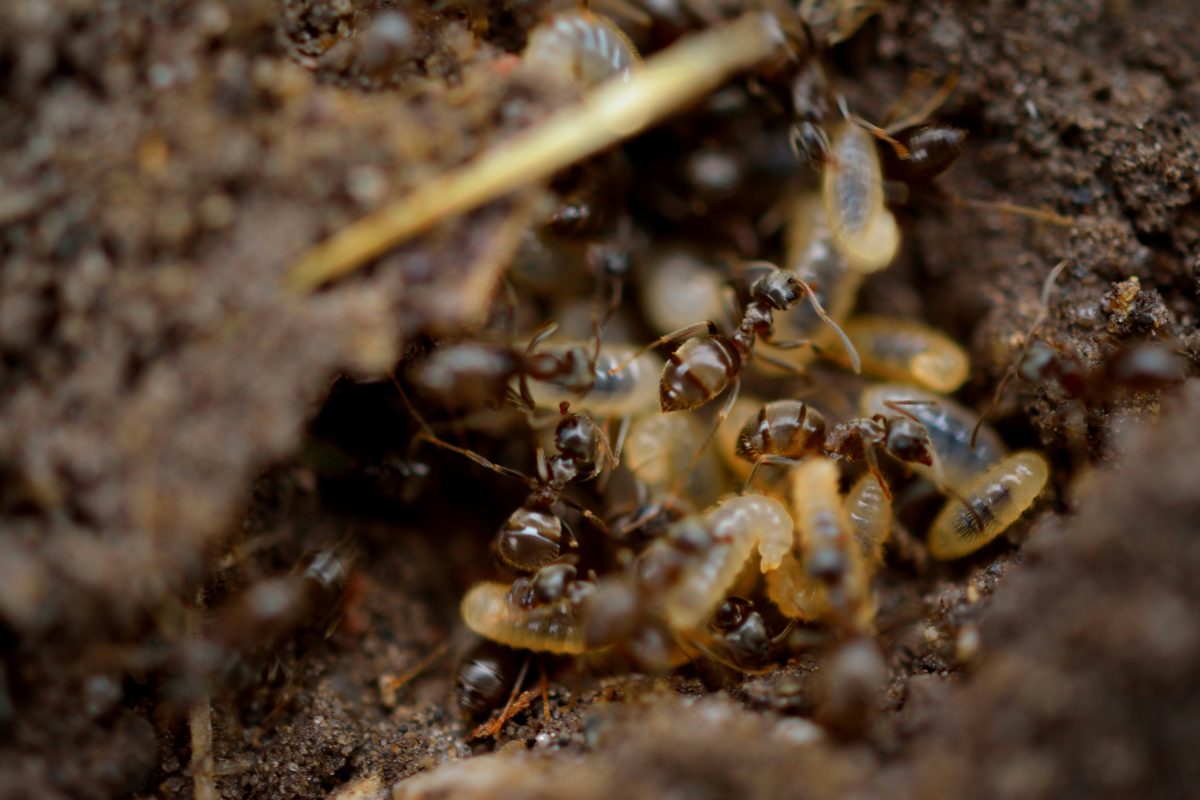 Termites devour savings in Thai safe