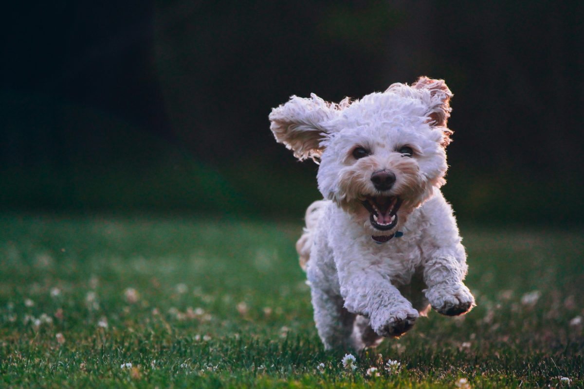 Bij het opvoeden van een hond is grootte belangrijk (meer dan we denken)