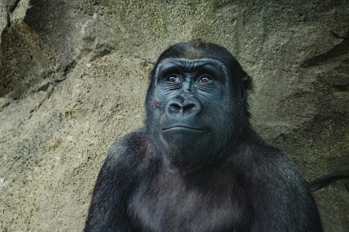 From April, UK bans primates as pets (5,000 at risk of culling)