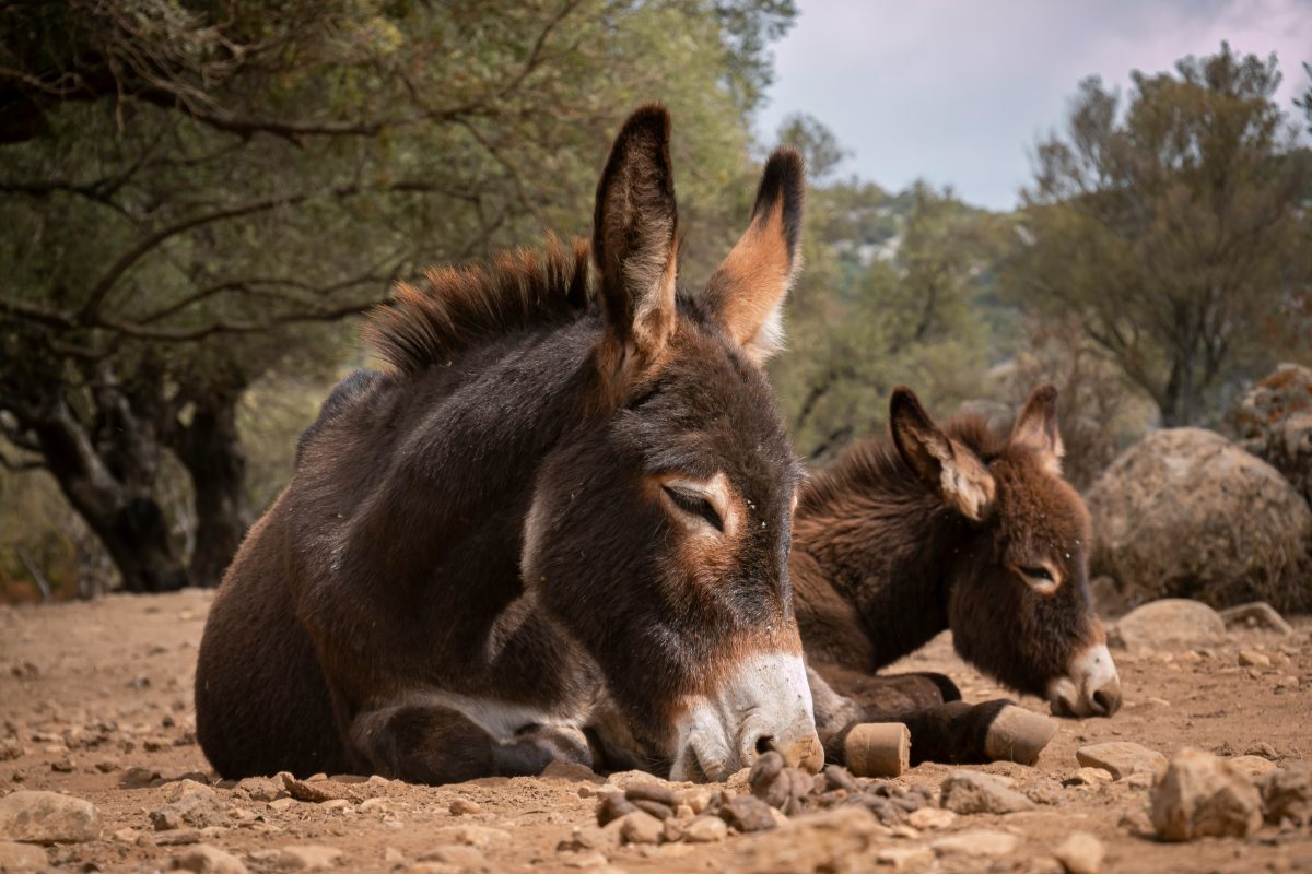 Ezels helpen mee natuurbranden te bestrijden in Spanje