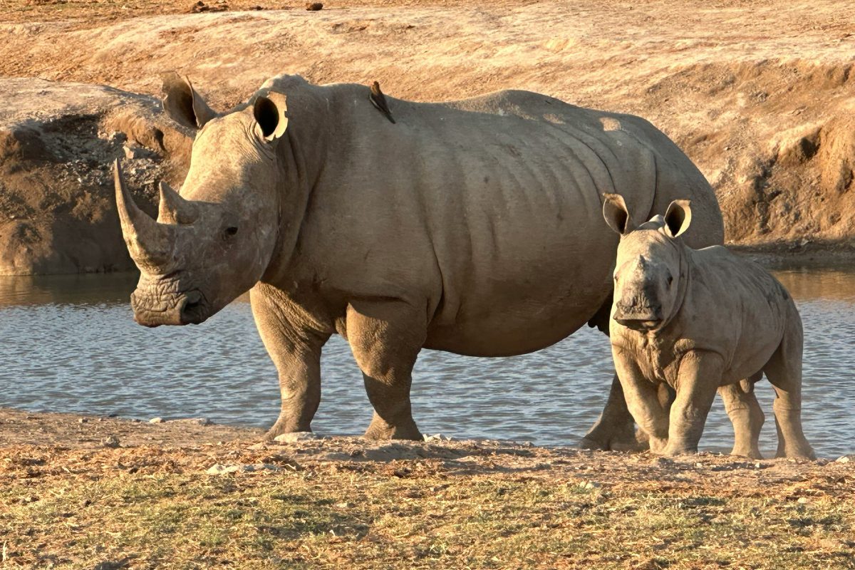 Historische terugkeer van neushoorns (uitgeroeid door stroperij) in Oeganda: na meer dan 40 jaar weer twee dieren vrijgelaten